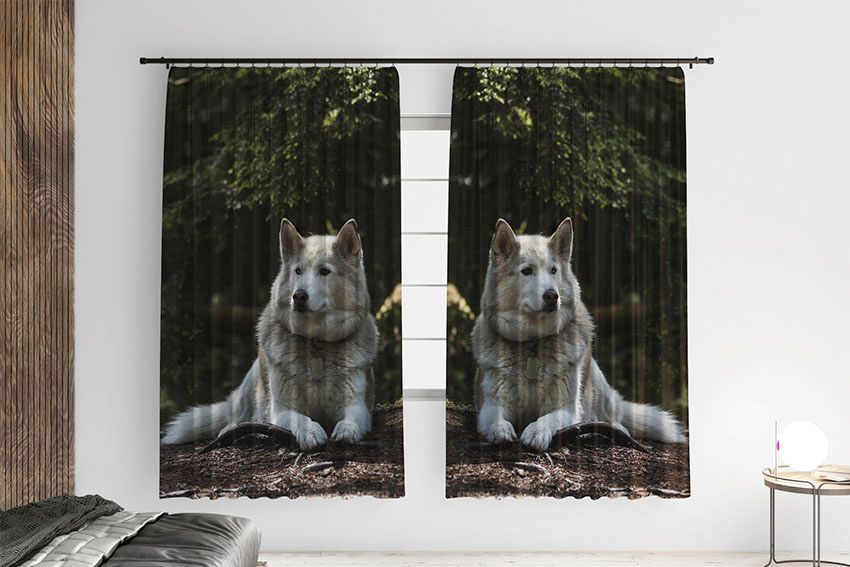 Біла та горда хаскі White and proud husky