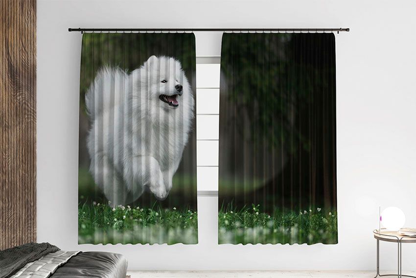 Білий шпіц у полі White Spitz in the field