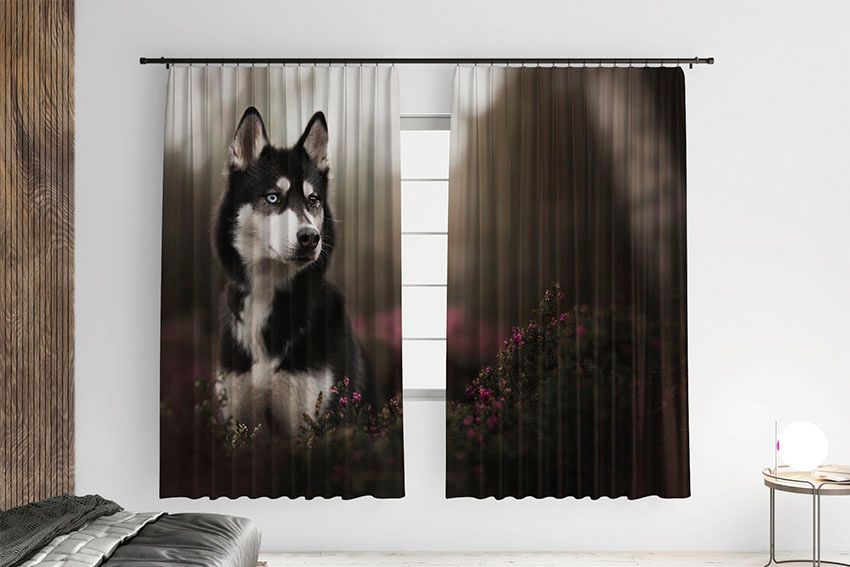 Хаскі у лісі Husky in the forest