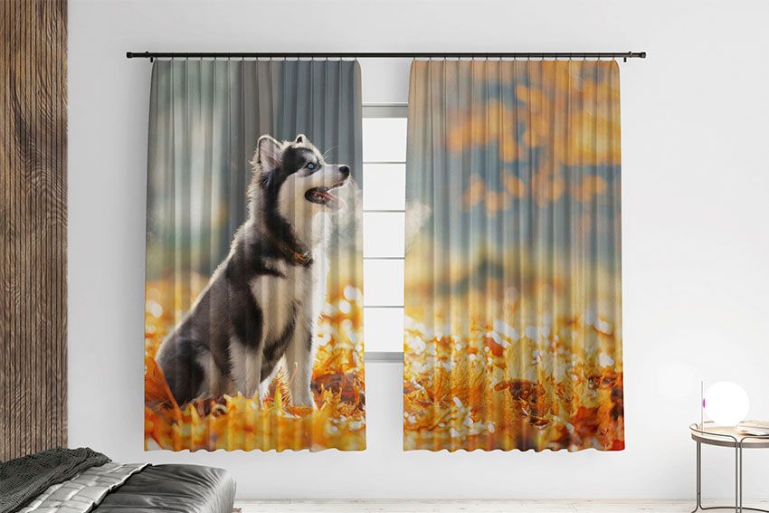 Маленька хаскі Золоті листя Little husky Golden leaves