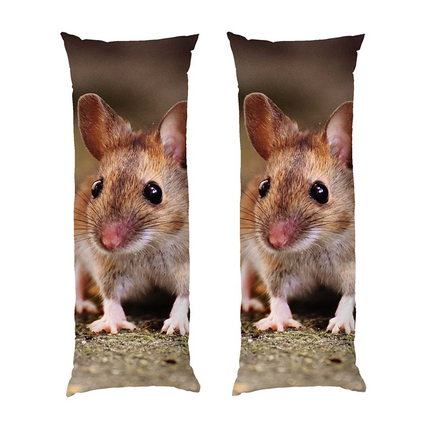 Маленька миша Little mouse