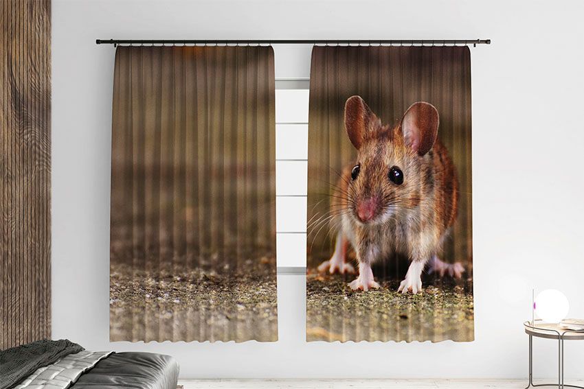 Маленька миша Little mouse