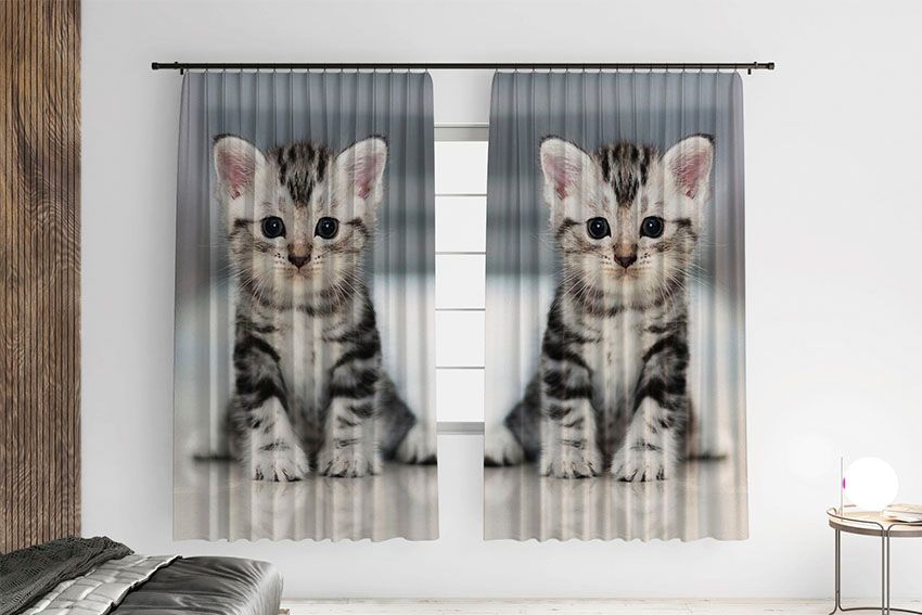 Миле маленьке кошеня Cute little kitten