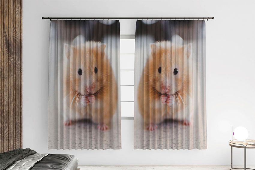 Милий рудий хом'як Cute red hamster