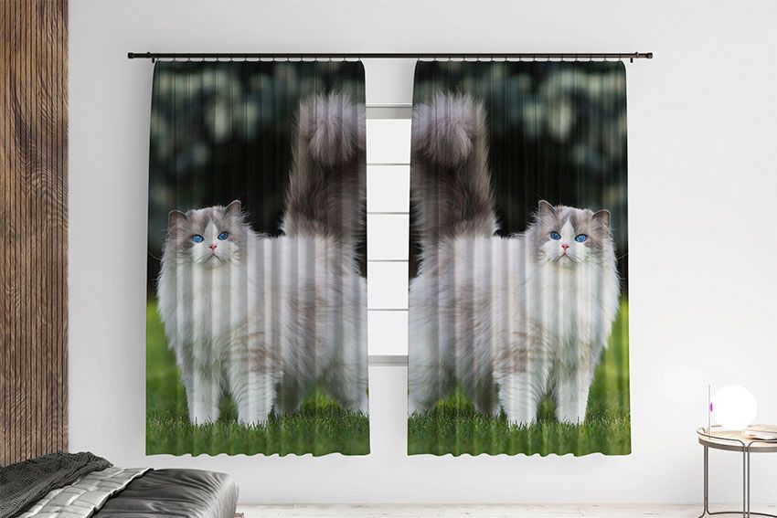 Пухнастий кіт Блакитні очі Fluffy cat Blue eyes