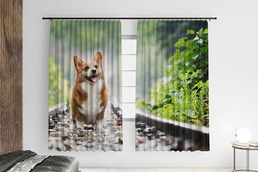 Щасливий коргі Happy corgi