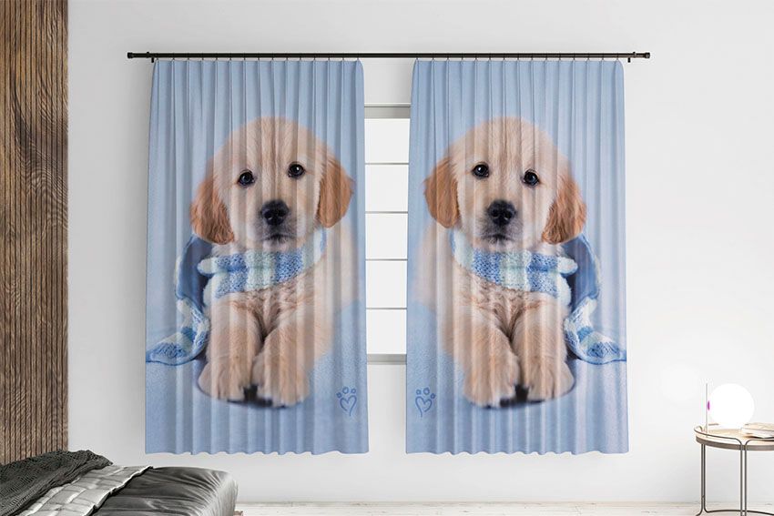 Щеня Лабрадора Блакитний шарф Labrador puppy Blue scarf