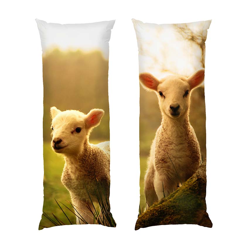 Смішні ягнята в полі Funny lambs in the field