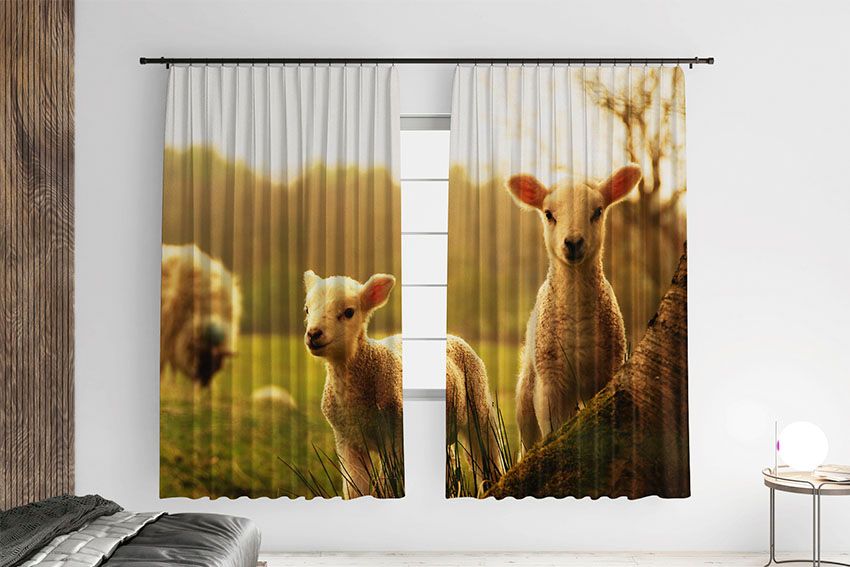 Ягнята в полі Lambs in the field